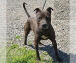 Small American Pit Bull Terrier