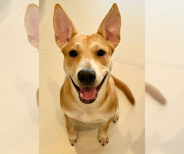 Medium Photo #1 Mutt Puppy For Sale in Dana Point, CA, USA