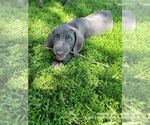 Small Photo #1 Weimaraner Puppy For Sale in GREENWICH, OH, USA