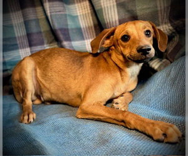 Medium Photo #2 Chihuahua-Unknown Mix Puppy For Sale in Pleasanton, TX, USA