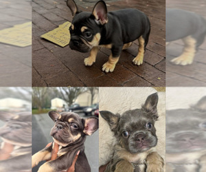 French Bulldog Puppy for sale in GREENSBORO, NC, USA
