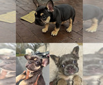 Small French Bulldog