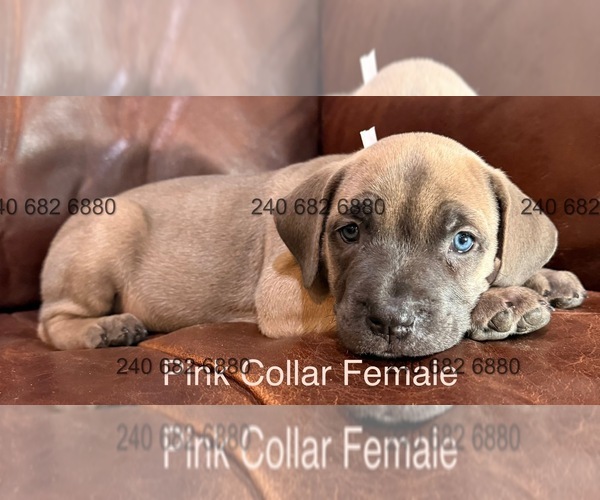 Medium Photo #6 Cane Corso Puppy For Sale in LA PLATA, MD, USA