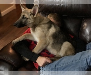 German Shepherd Dog Puppy for sale in CLEAR LAKE, IA, USA