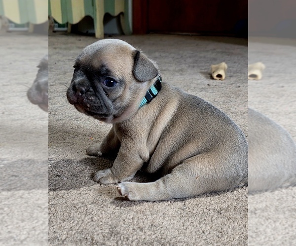 Medium Photo #1 French Bulldog Puppy For Sale in BLANCA, CO, USA