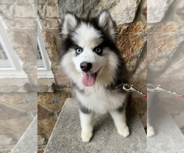 Medium Photo #1 Pomsky Puppy For Sale in VENUS, PA, USA