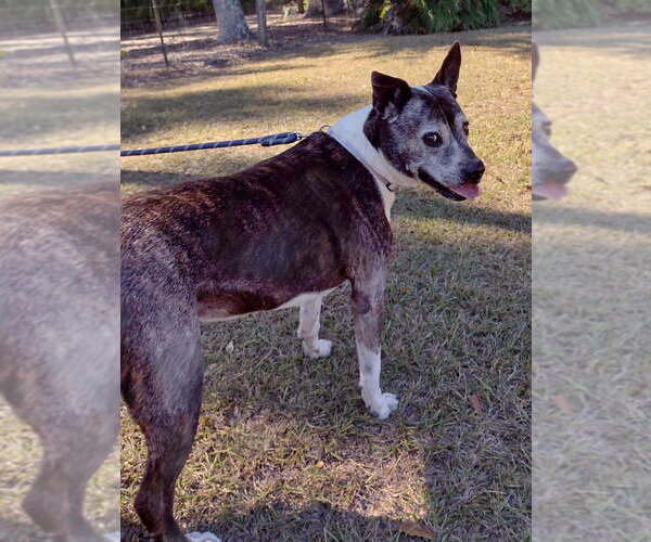 Medium Photo #4 American Staffordshire Terrier-Unknown Mix Puppy For Sale in St. Augustine, FL, USA