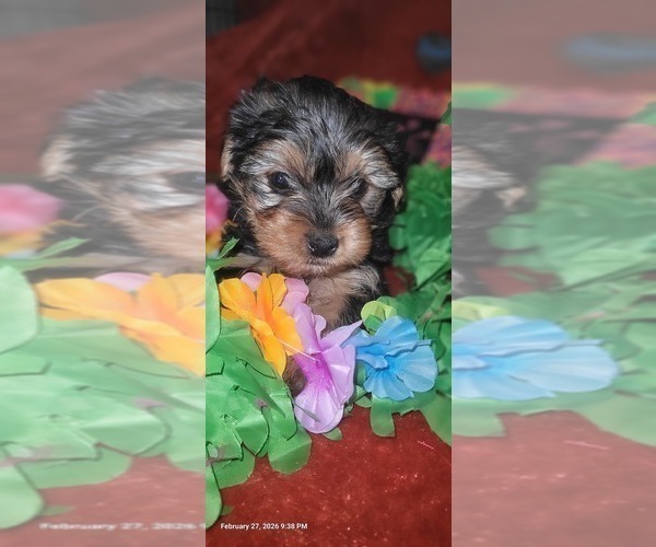 Medium Photo #5 Yorkshire Terrier Puppy For Sale in AKRON, OH, USA