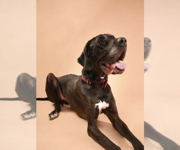 Medium Photo #4 Great Dane Puppy For Sale in Buffalo, MN, USA