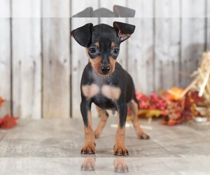 Miniature Pinscher Puppy for sale in MOUNT VERNON, OH, USA