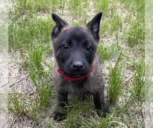 Dutch Shepherd Dog Puppy for sale in COLORADO SPRINGS, CO, USA