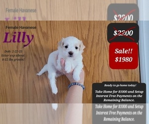 Havanese Puppy for sale in TUCSON, AZ, USA