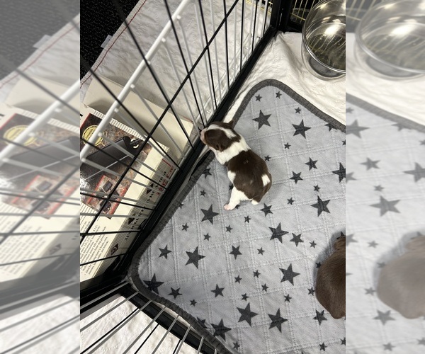 Medium Photo #1 Yorkshire Terrier Puppy For Sale in AUGUSTA, GA, USA