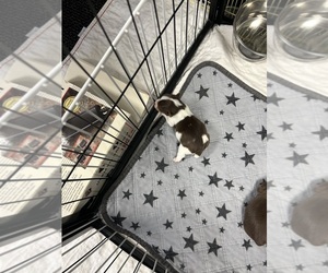 Yorkshire Terrier Puppy for sale in AUGUSTA, GA, USA