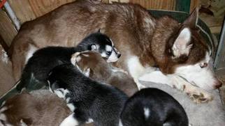 Siberian Husky Puppy for sale in PORTSMOUTH, VA, USA