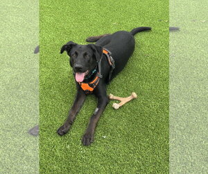Mutt Dogs for adoption in Lighthouse Point, FL, USA