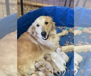 Mother of the Golden Retriever puppies born on 11/07/2022