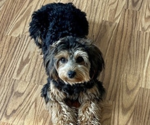 Mother of the Yorkipoo puppies born on 05/25/2026