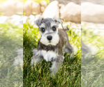 Small Photo #9 Schnauzer (Miniature) Puppy For Sale in MILLERSBURG, IN, USA