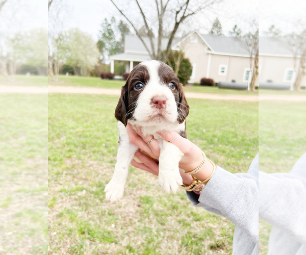 Medium Photo #7 English Springer Spaniel Puppy For Sale in FITZGERALD, GA, USA