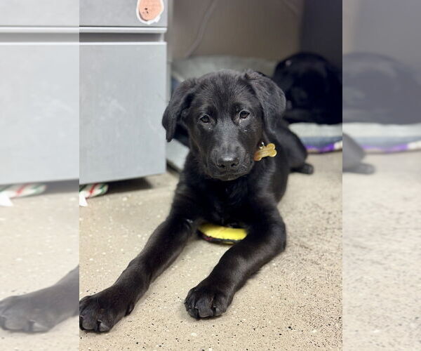 Medium Photo #4 Labrador Retriever Puppy For Sale in Mundelein, IL, USA