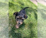 Small Photo #2 Yorkshire Terrier Puppy For Sale in MANTECA, CA, USA