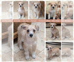 Small Shih Tzu Mix