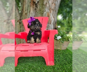 Poodle (Toy) Puppy for sale in INDIANAPOLIS, IN, USA