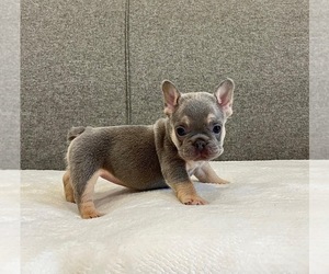 French Bulldog Puppy for sale in SACRAMENTO, CA, USA