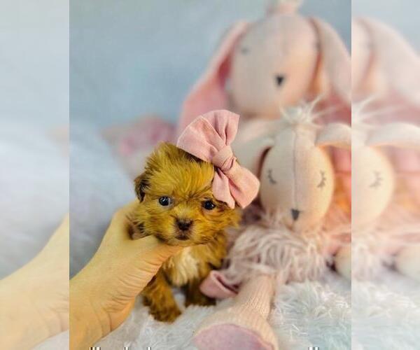 Medium Photo #3 ShihPoo Puppy For Sale in MIAMI, FL, USA