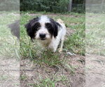 Small #1 Shih Tzu Mix