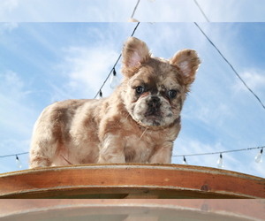 Havanese Puppy for sale in CHULA VISTA, CA, USA