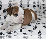 Small Photo #3 English Bulldog Puppy For Sale in MARCO ISLAND, FL, USA