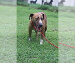 Small #1 Mutt