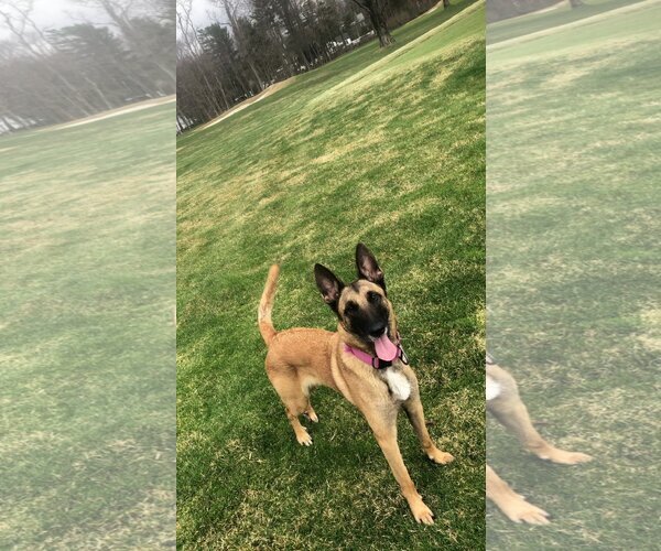 Medium Photo #1  Puppy For Sale in , 