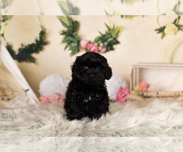 Medium Photo #3 ShihPoo Puppy For Sale in WARSAW, IN, USA