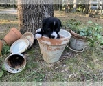 Small Photo #2 Border Collie Puppy For Sale in LECOMA, MO, USA