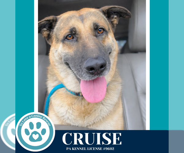 Medium Photo #3 German Shepherd Dog Puppy For Sale in Kimberton, PA, USA