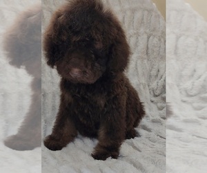 Goldendoodle Puppy for Sale in CYPRESS, Texas USA