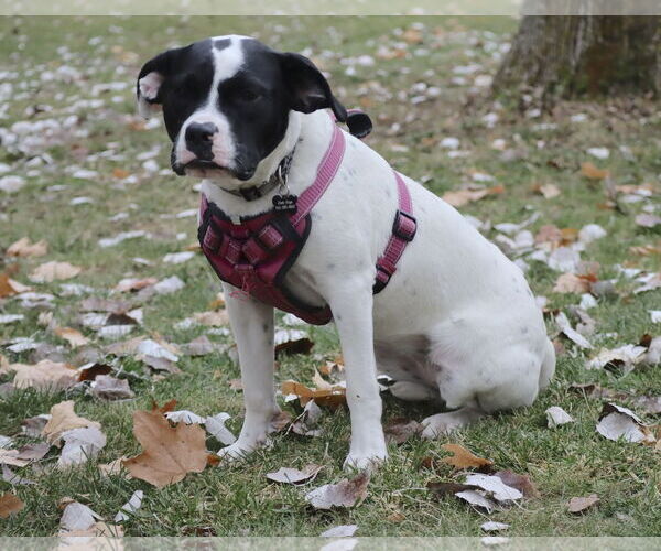 Medium Photo #4 Lab-Pointer Puppy For Sale in Princeton, MN, USA