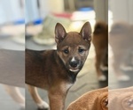 Small #12 Shiba Inu