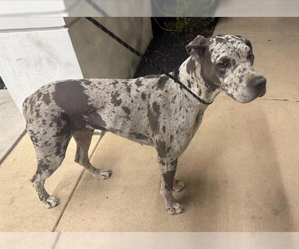 Medium Photo #1 Great Dane Puppy For Sale in San Antonio, TX, USA