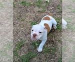 Small #7 Olde English Bulldogge