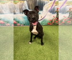 Small #1 Labrador Retriever Mix
