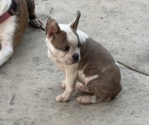Boston Terrier Puppy for sale in BARDSTOWN, KY, USA