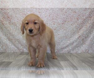 Golden Retriever Puppy for sale in MARIETTA, GA, USA