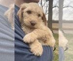 Small Photo #3 Goldendoodle Puppy For Sale in ELLISGROVE, IL, USA