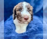 Small Photo #2 Poodle (Standard) Puppy For Sale in SAN ANTONIO, TX, USA