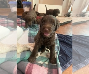 Labradoodle Puppy for sale in LEWISBURG, KY, USA