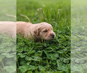 Golden Retriever Puppy for sale in BANKS, OR, USA
